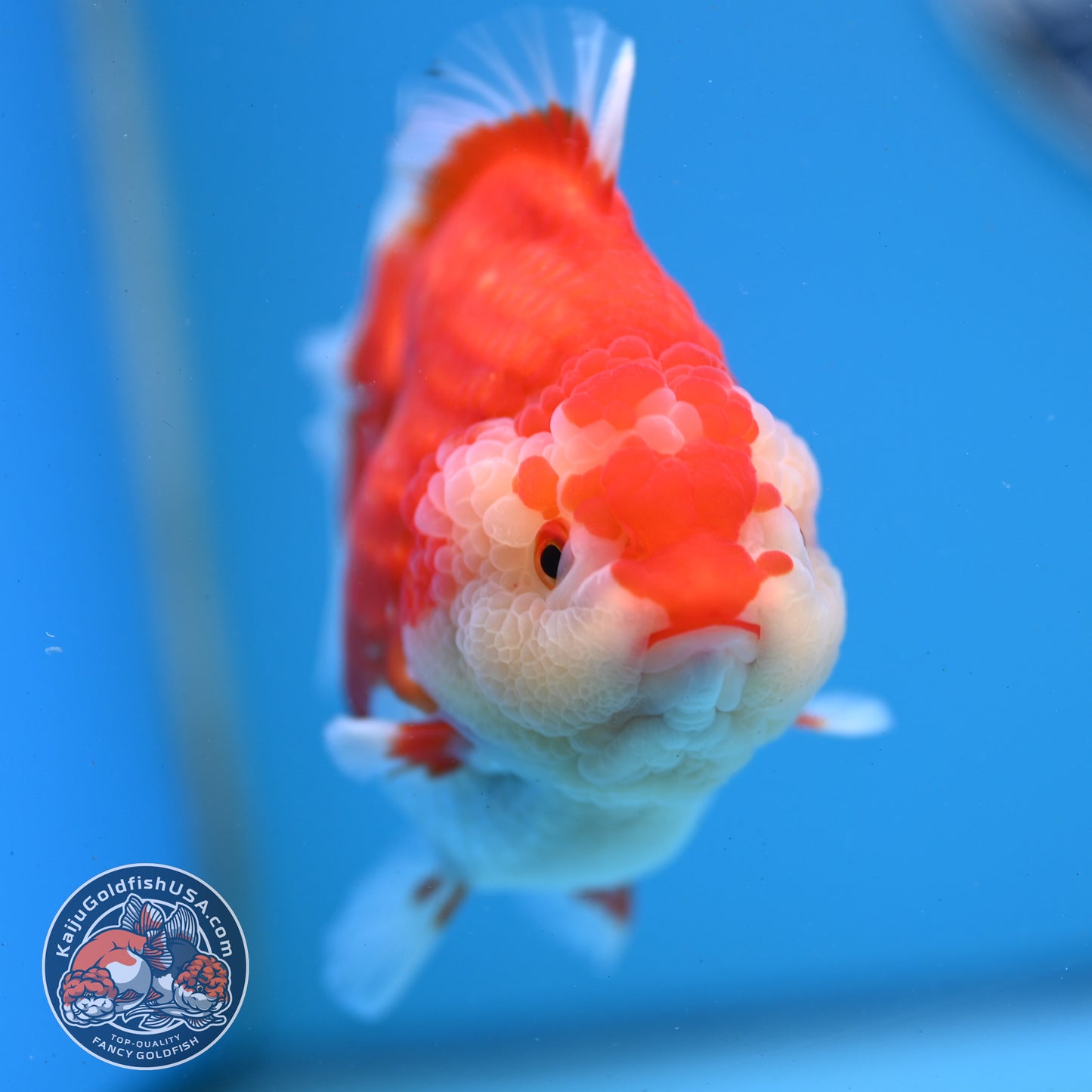Red White YuanBao Oranda 4 inches Body (250509_OR03)