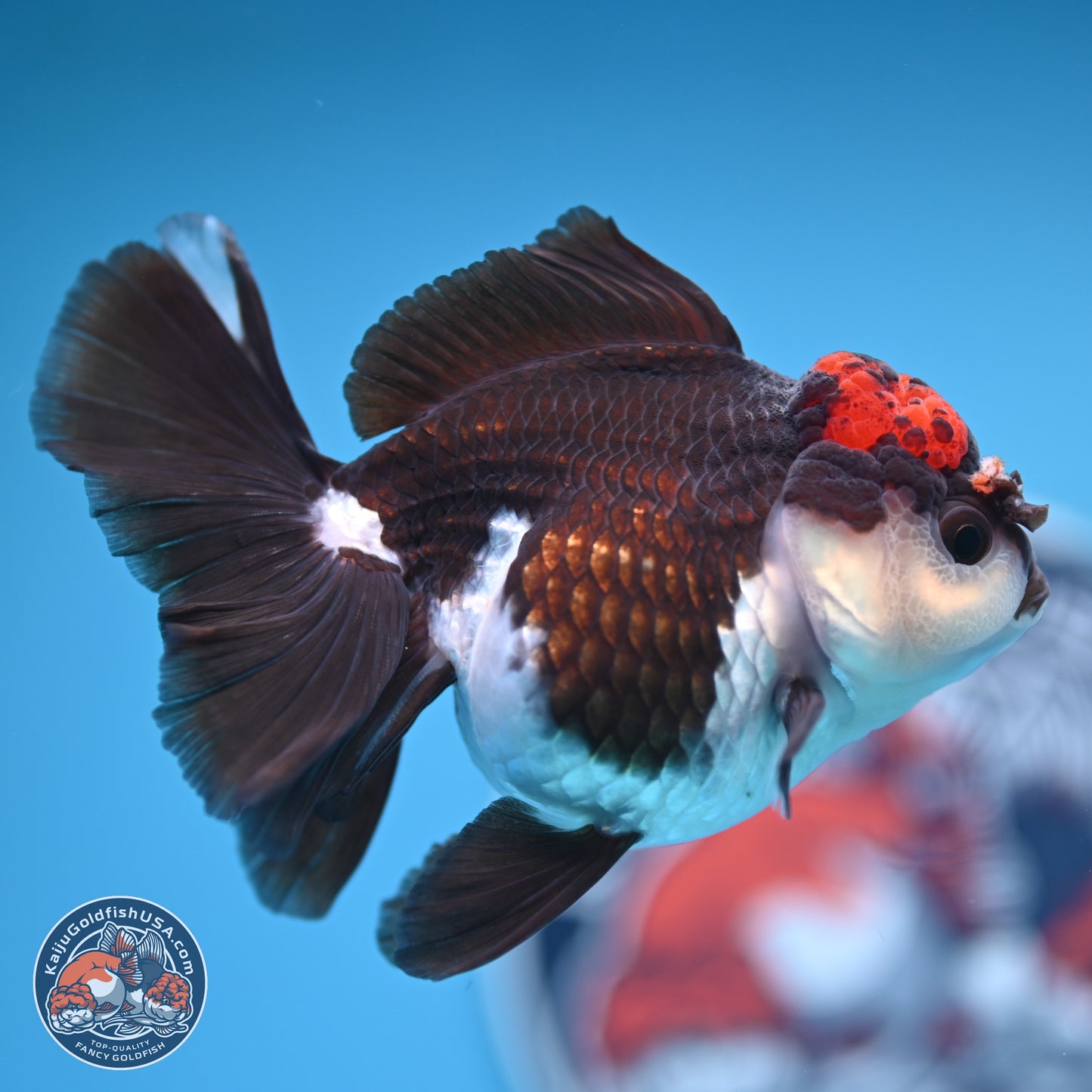 Tricolor Rose Tail Oranda 4.5 inches (241018_OR03) - Kaiju Goldfish USA