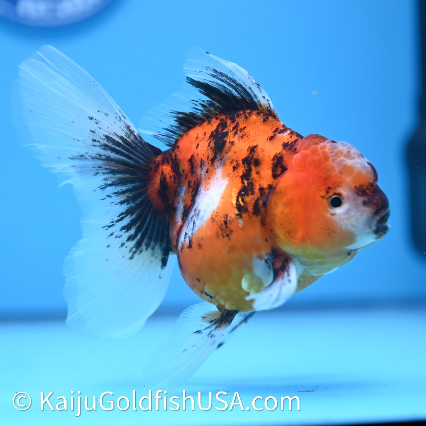 Tricolor Tiger Rose Tail Oranda 3.75in Body (240628_OR03) - Kaiju Goldfish USA