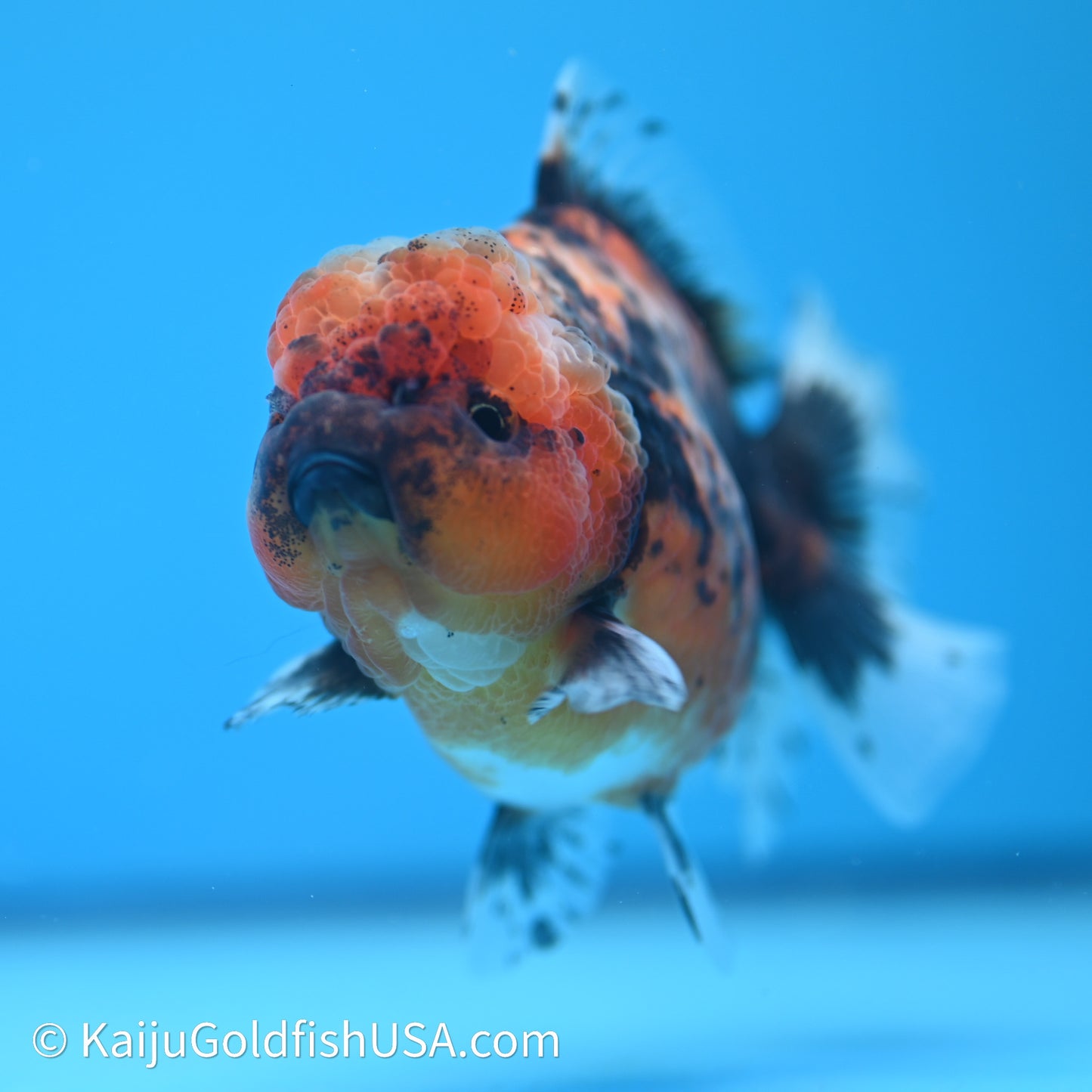 Shogun Godzilla Tiger Oranda 3.75in Body (240614_OR03) - Kaiju Goldfish USA