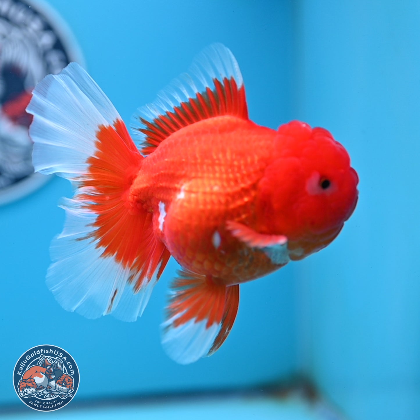 Red White Rose Tail Oranda 4.25 inches Body - Female (250221_OR03)