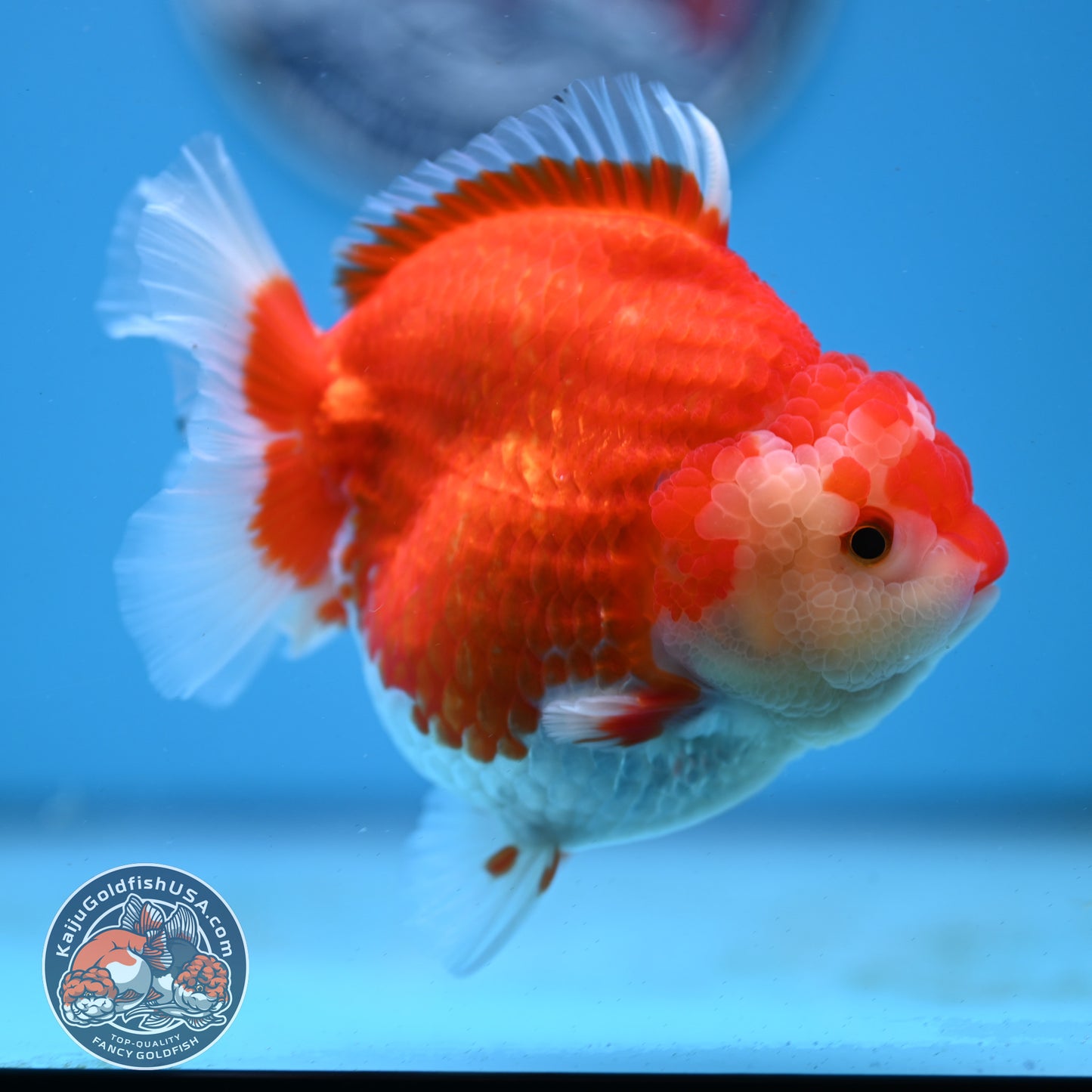 Red White YuanBao Oranda 4 inches Body (250509_OR03)