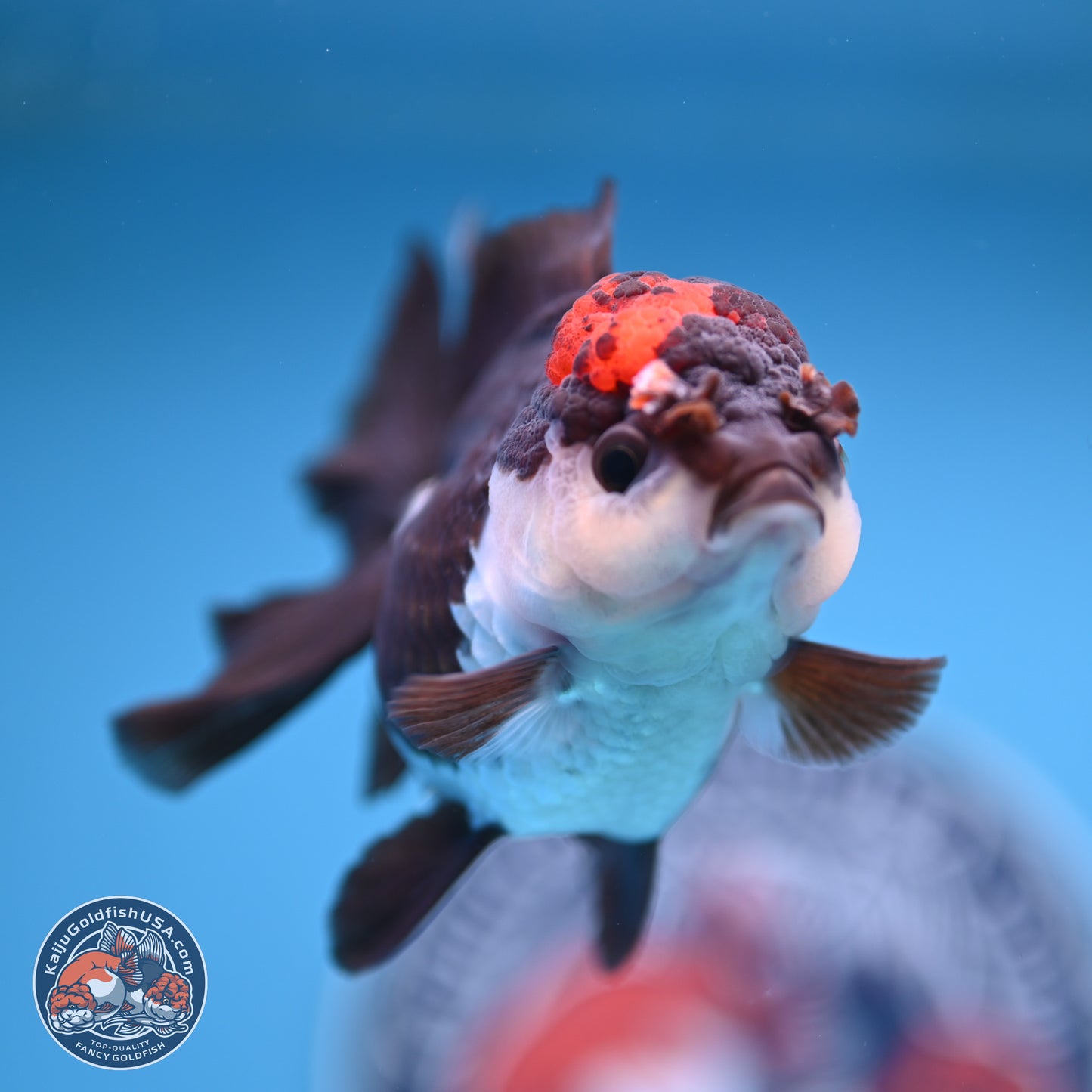 Tricolor Rose Tail Oranda 4.5 inches (241018_OR03) - Kaiju Goldfish USA