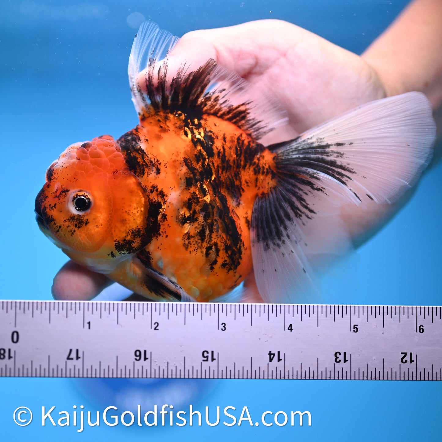Tricolor Tiger Rose Tail Oranda 3.75in Body (240628_OR03) - Kaiju Goldfish USA