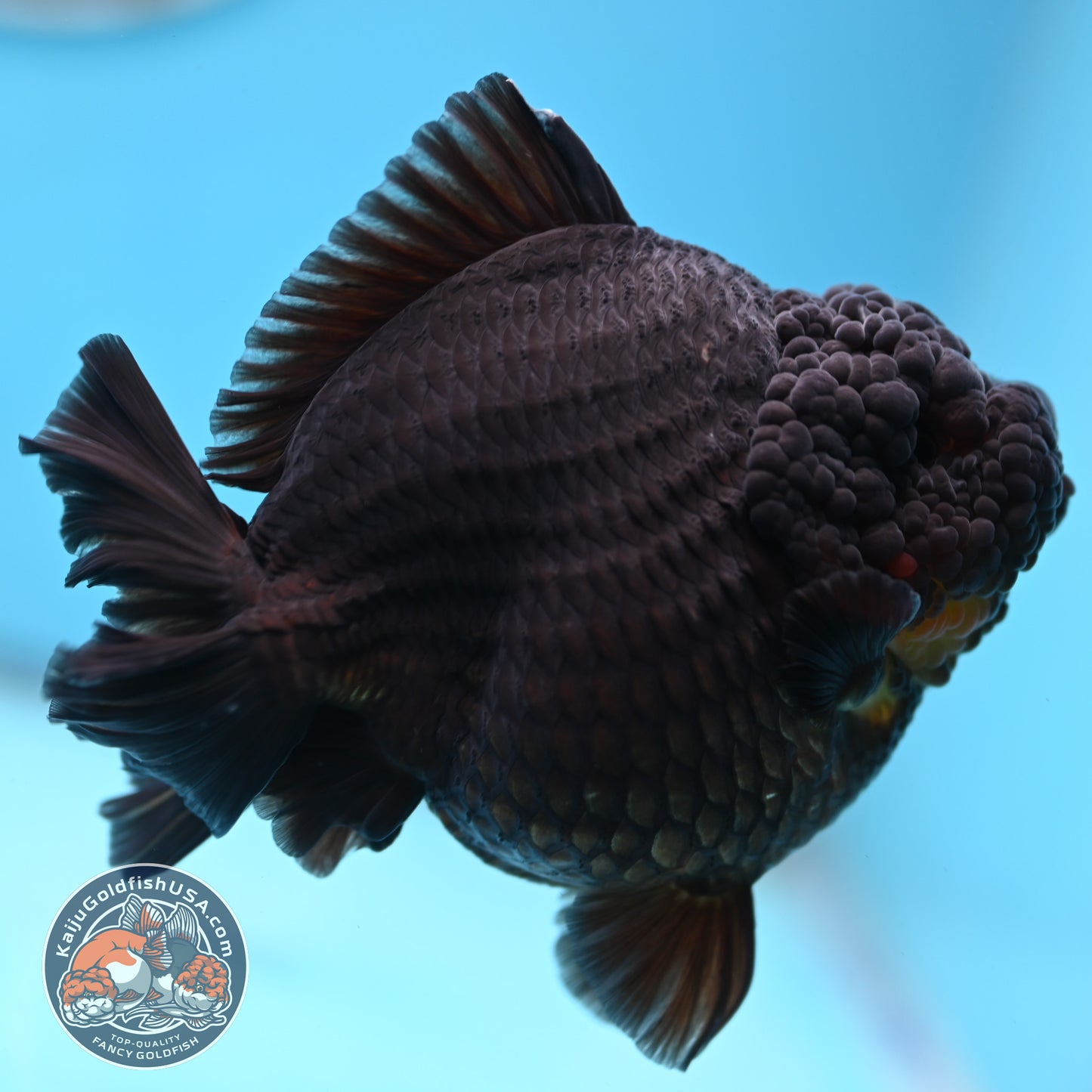 Black YuanBao Oranda 4.5 inches Body (250516_OR03)