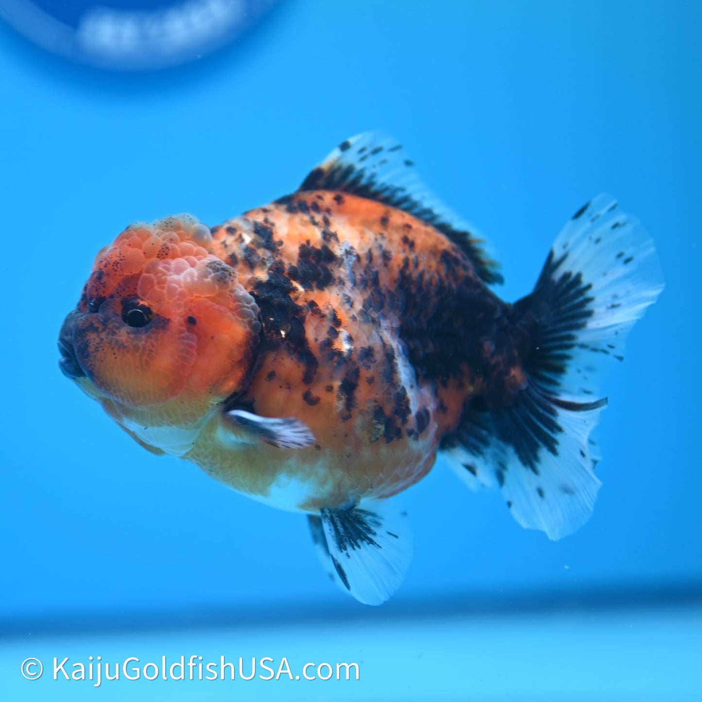 Shogun Godzilla Tiger Oranda 3.75in Body (240614_OR03) - Kaiju Goldfish USA