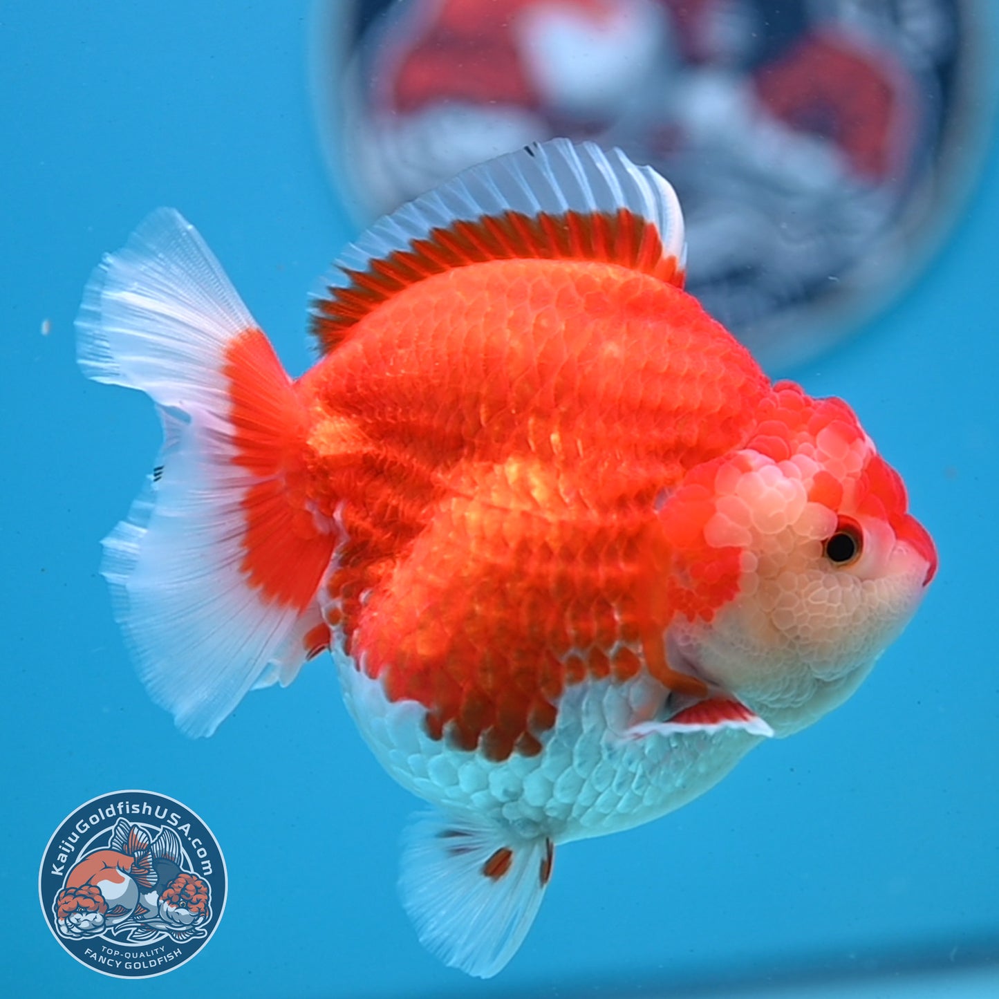 Red White YuanBao Oranda 4 inches Body (250509_OR03)