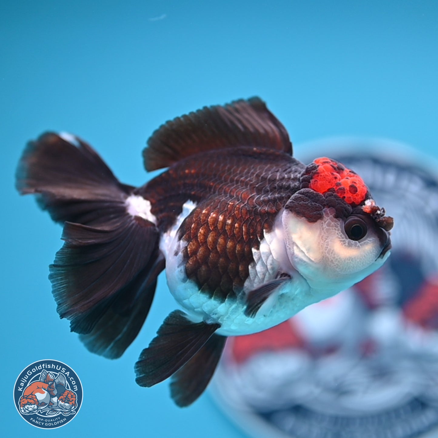 Tricolor Rose Tail Oranda 4.5 inches (241018_OR03) - Kaiju Goldfish USA