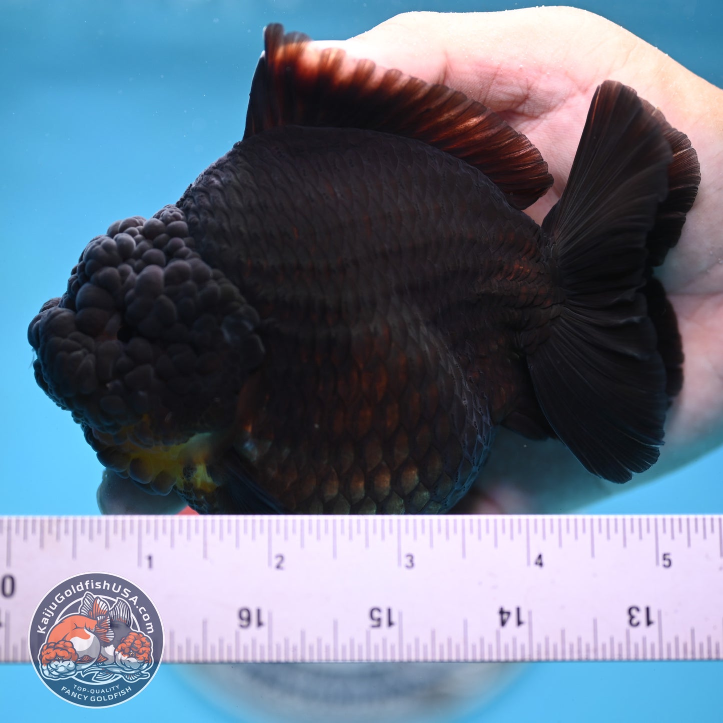Black YuanBao Oranda 4.5 inches Body (250516_OR03)