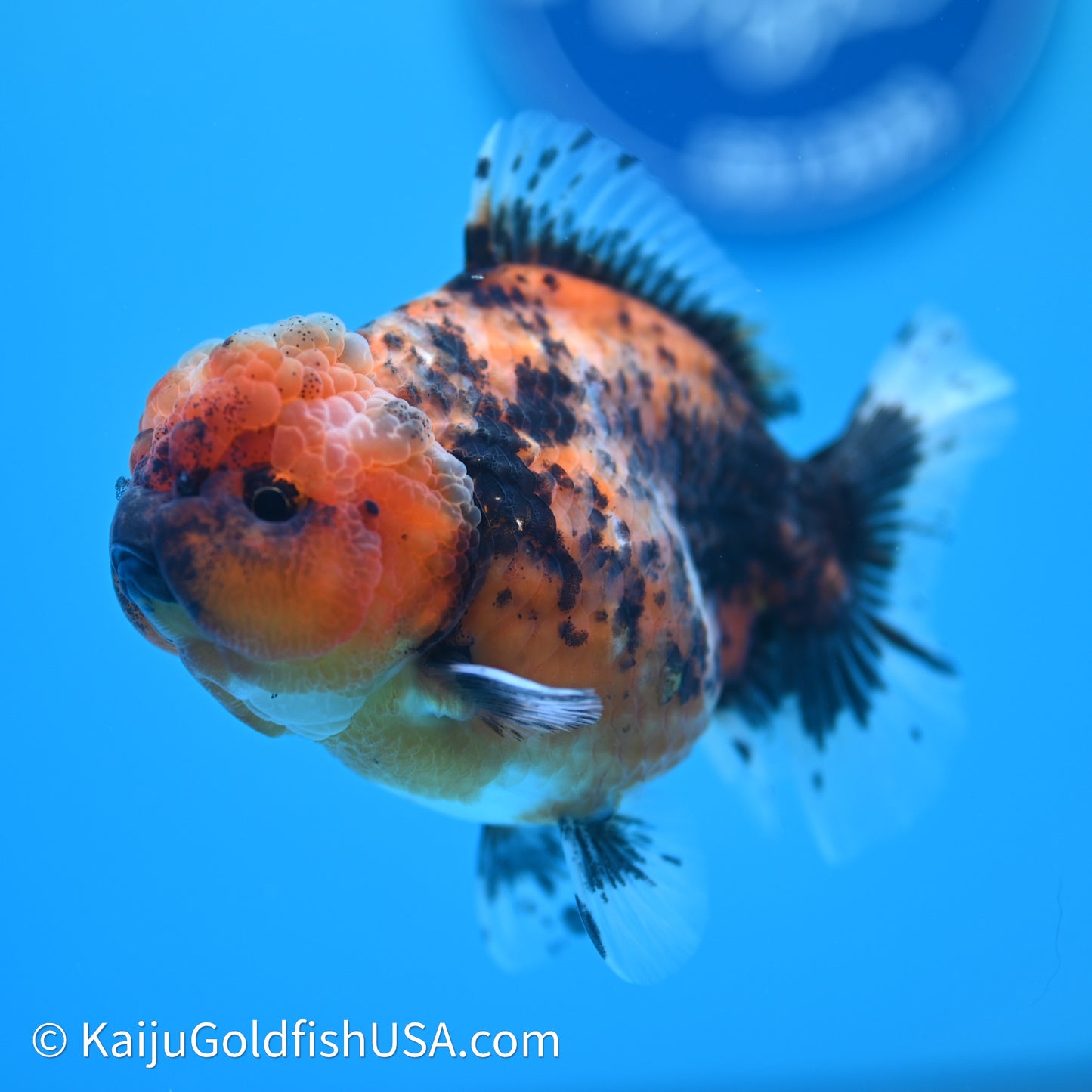 Shogun Godzilla Tiger Oranda 3.75in Body (240614_OR03) - Kaiju Goldfish USA