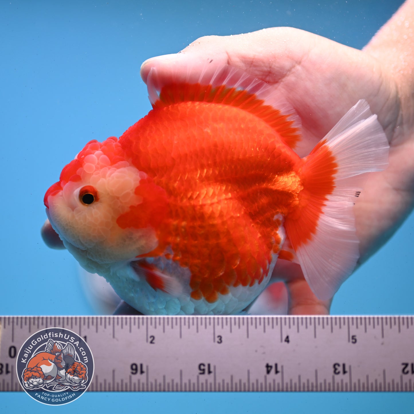Red White YuanBao Oranda 4 inches Body (250509_OR03)