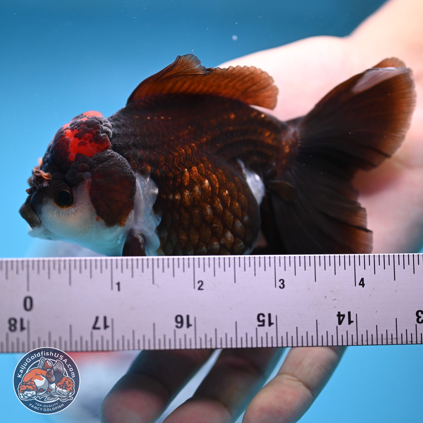 Tricolor Rose Tail Oranda 4.5 inches (241018_OR03) - Kaiju Goldfish USA