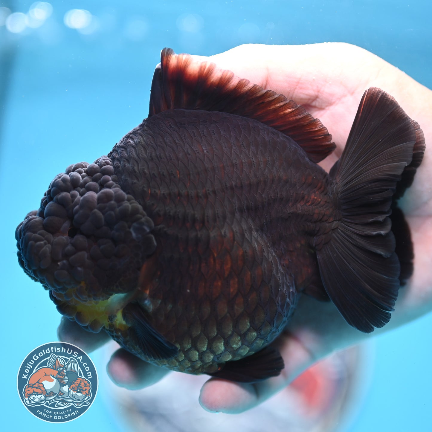 Black YuanBao Oranda 4.5 inches Body (250516_OR03)