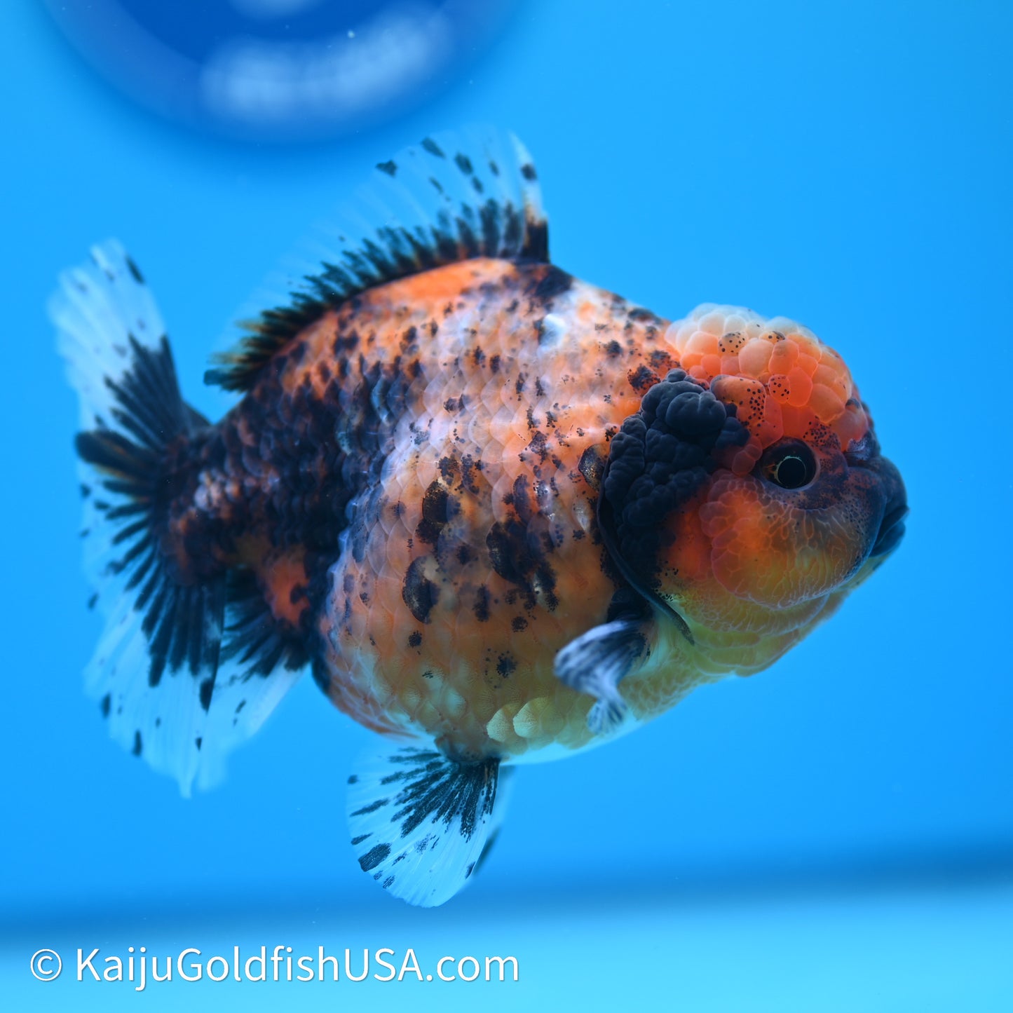 Shogun Godzilla Tiger Oranda 3.75in Body (240614_OR03) - Kaiju Goldfish USA