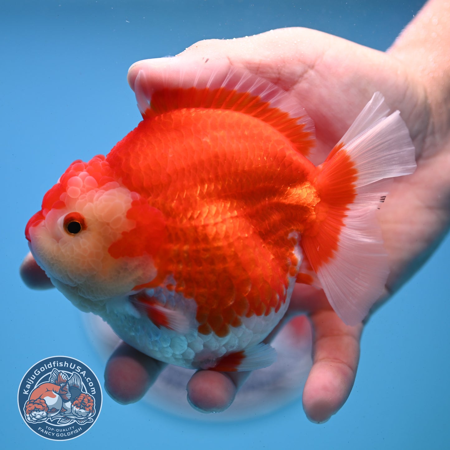 Red White YuanBao Oranda 4 inches Body (250509_OR03)