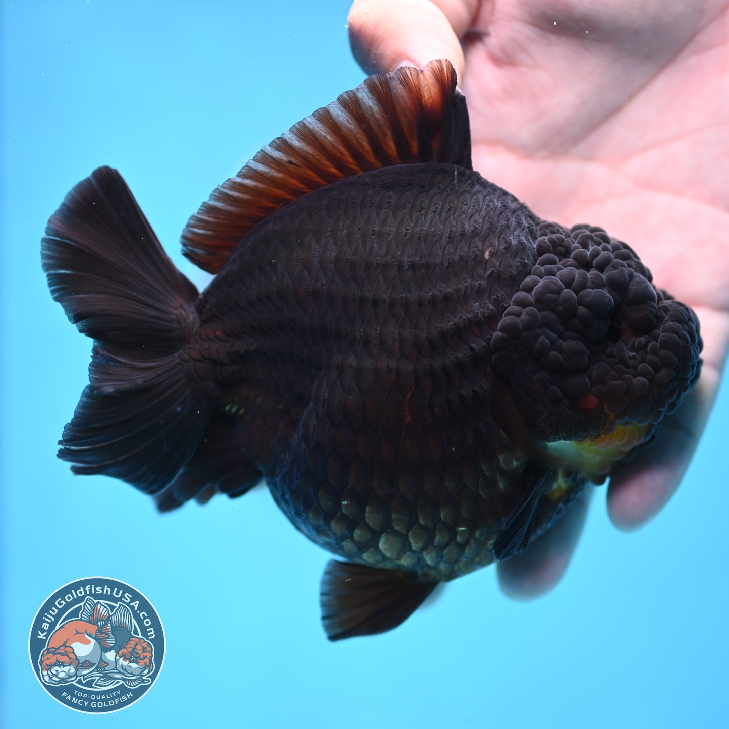 Black YuanBao Oranda 4.5 inches Body (250516_OR03)