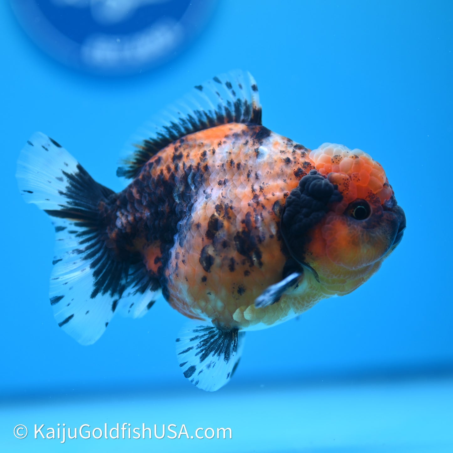 Shogun Godzilla Tiger Oranda 3.75in Body (240614_OR03) - Kaiju Goldfish USA