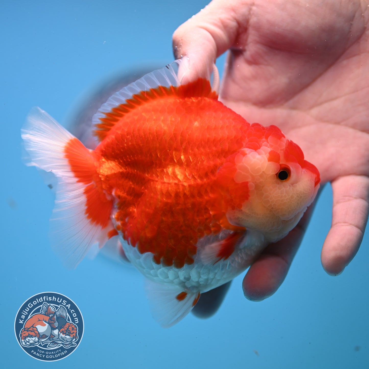 Red White YuanBao Oranda 4 inches Body (250509_OR03)