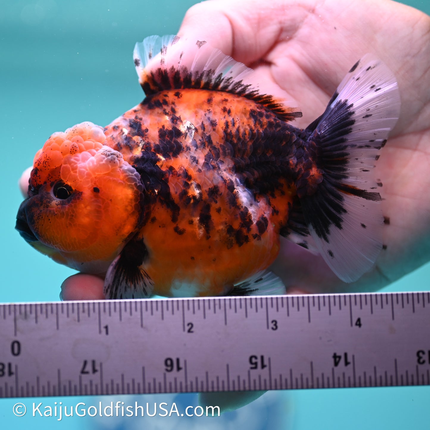 Shogun Godzilla Tiger Oranda 3.75in Body (240614_OR03) - Kaiju Goldfish USA