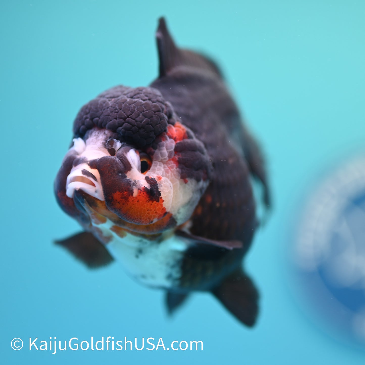 Tricolor YuanBao Oranda 4.5 inches (240510_OR03) - Kaiju Goldfish USA