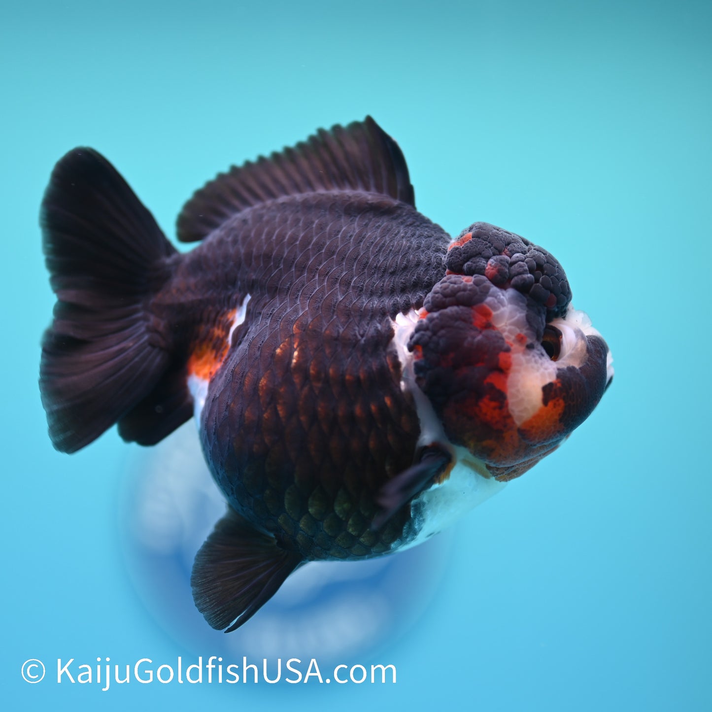 Tricolor YuanBao Oranda 4.5 inches (240510_OR03) - Kaiju Goldfish USA