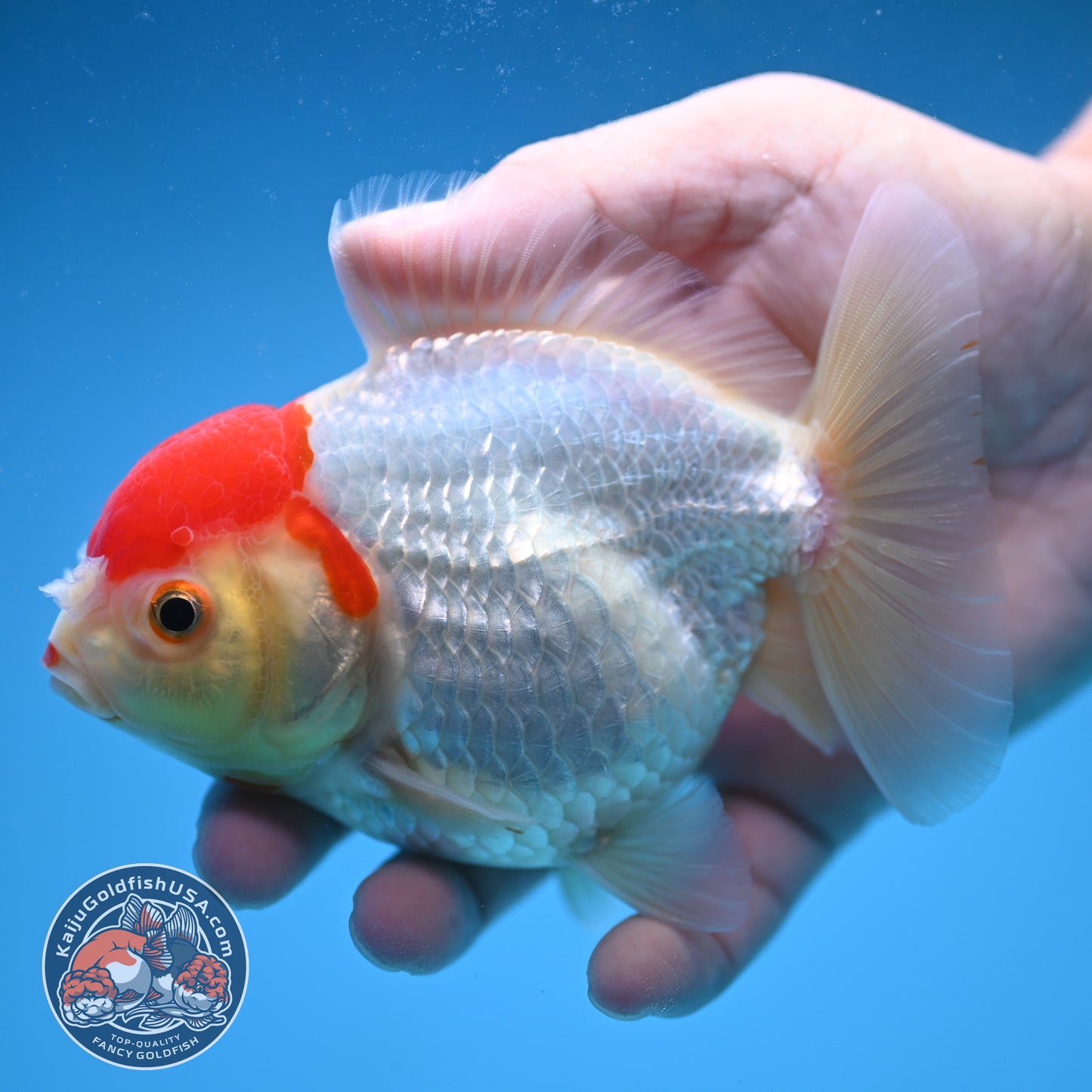 Tancho Oranda 4 inch Body (250822_OR03)