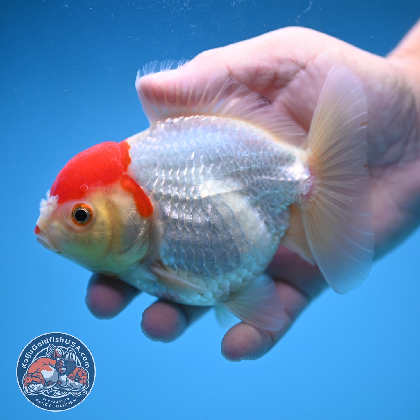 Tancho Oranda 4 inch Body (250822_OR03)