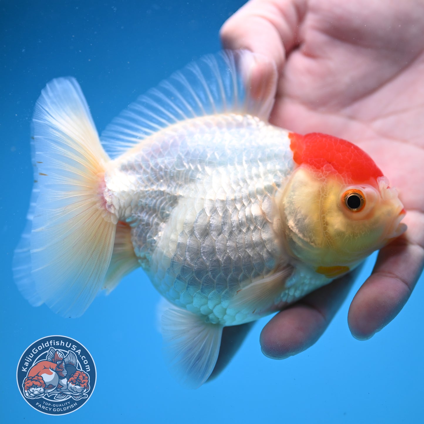 Tancho Oranda 4 inch Body (250822_OR03)