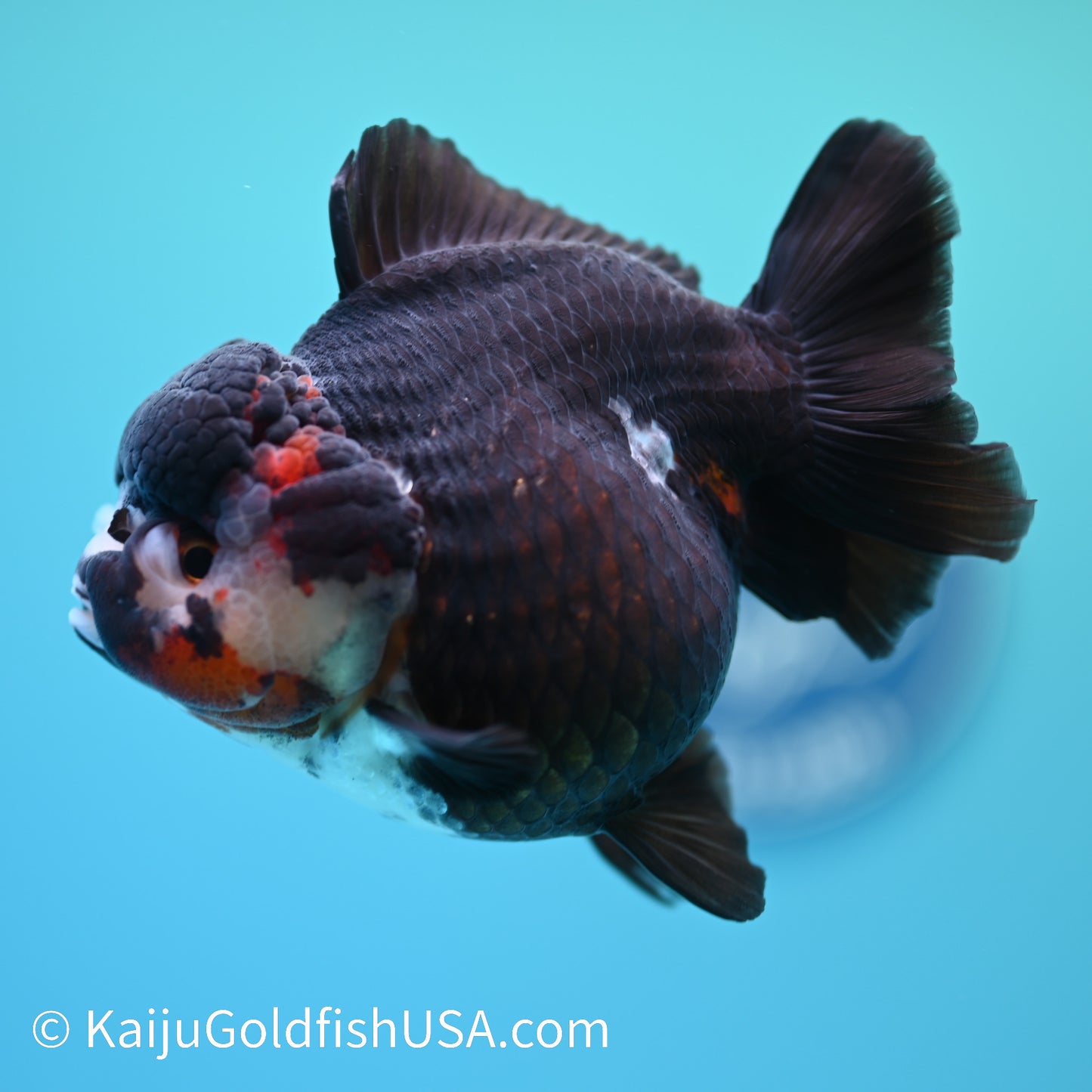Tricolor YuanBao Oranda 4.5 inches (240510_OR03) - Kaiju Goldfish USA