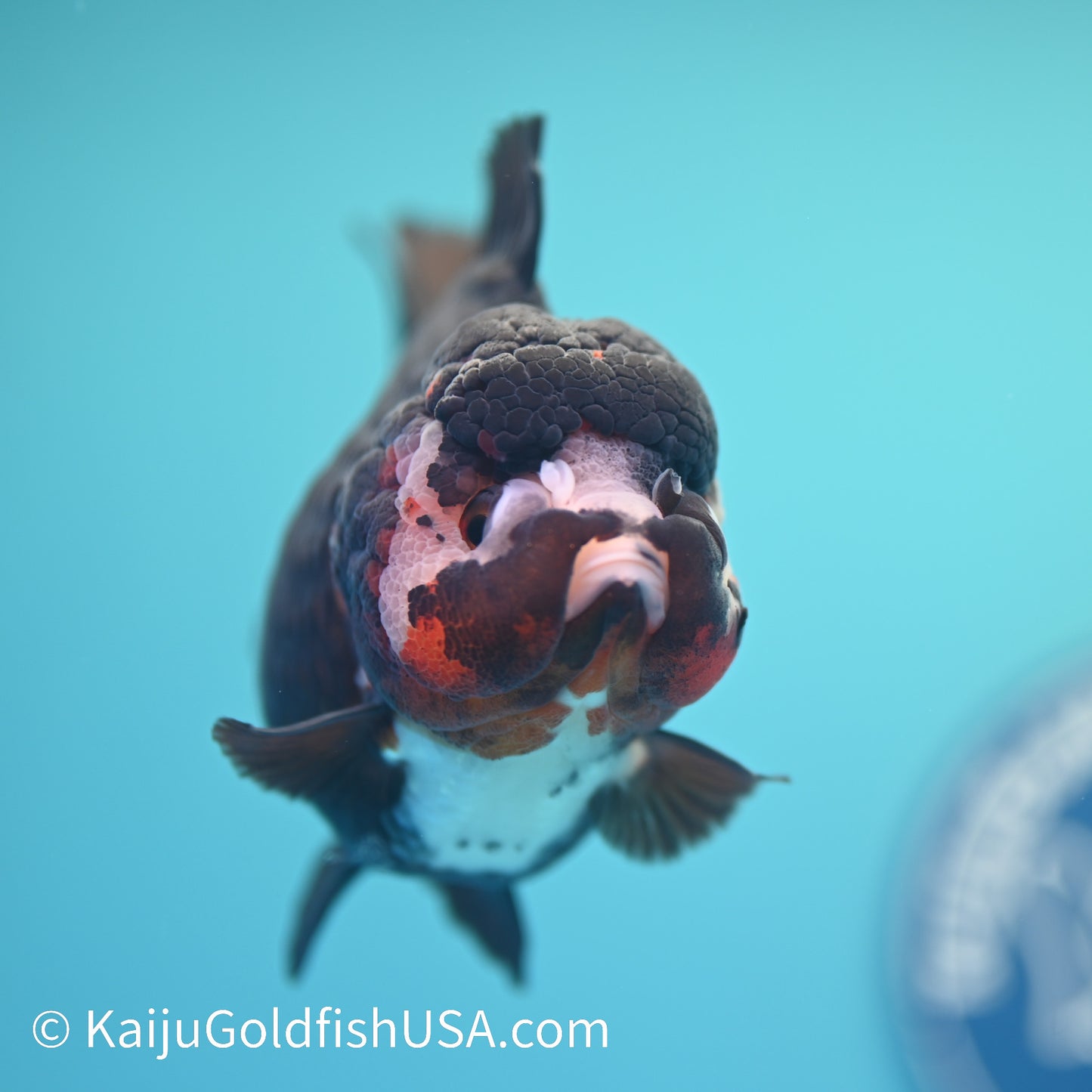 Tricolor YuanBao Oranda 4.5 inches (240510_OR03) - Kaiju Goldfish USA