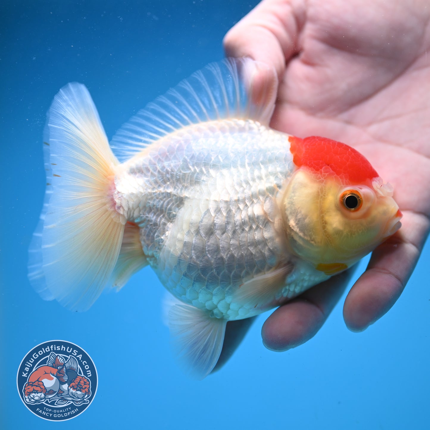 Tancho Oranda 4 inch Body (250822_OR03)