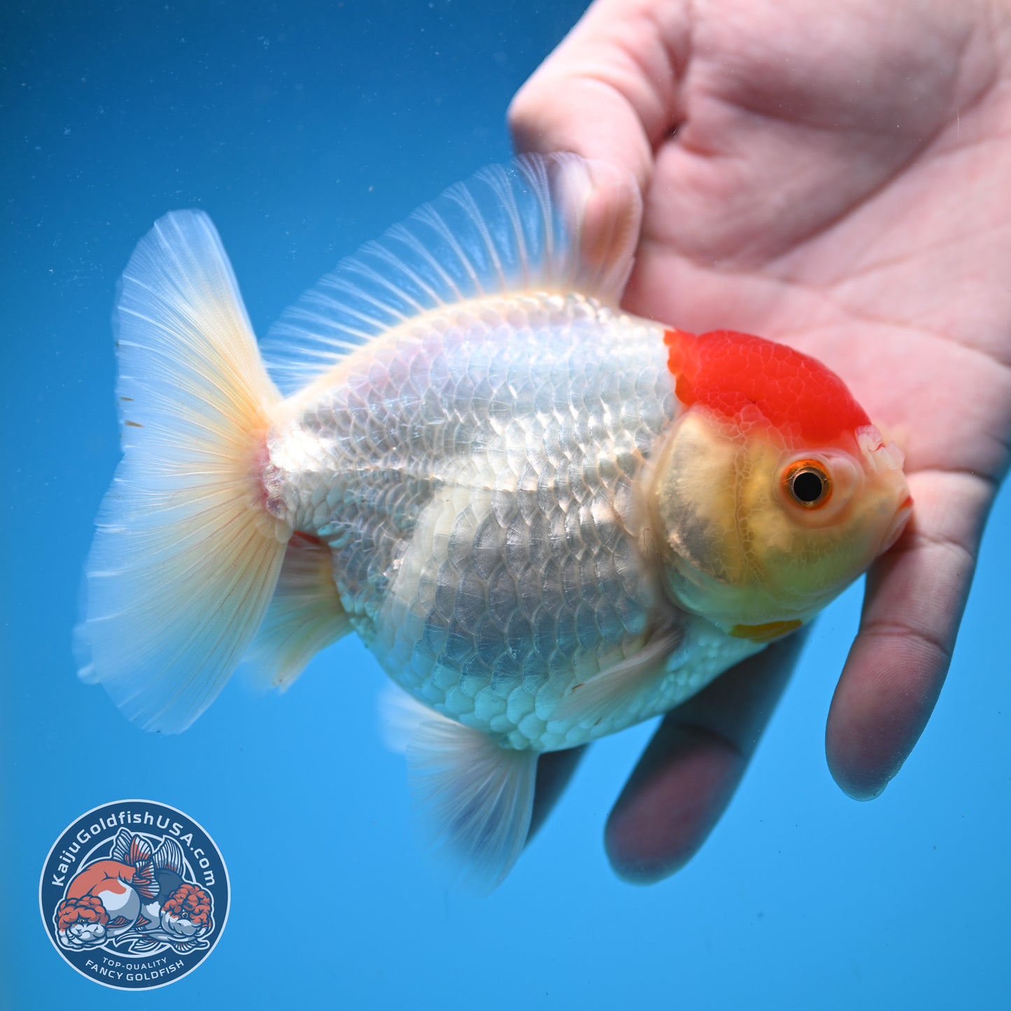 Tancho Oranda 4 inch Body (250822_OR03)