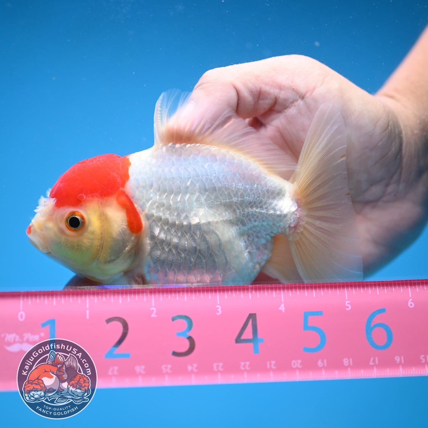 Tancho Oranda 4 inch Body (250822_OR03)