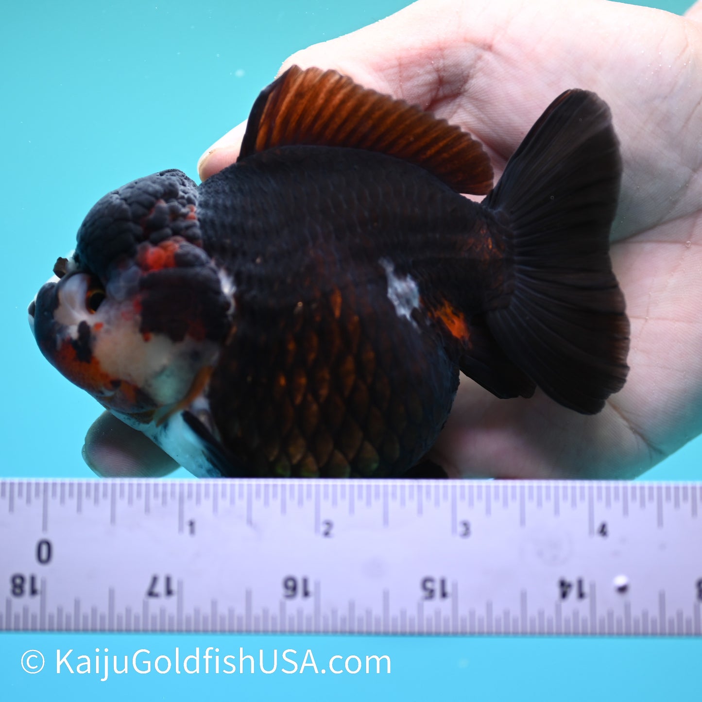 Tricolor YuanBao Oranda 4.5 inches (240510_OR03) - Kaiju Goldfish USA