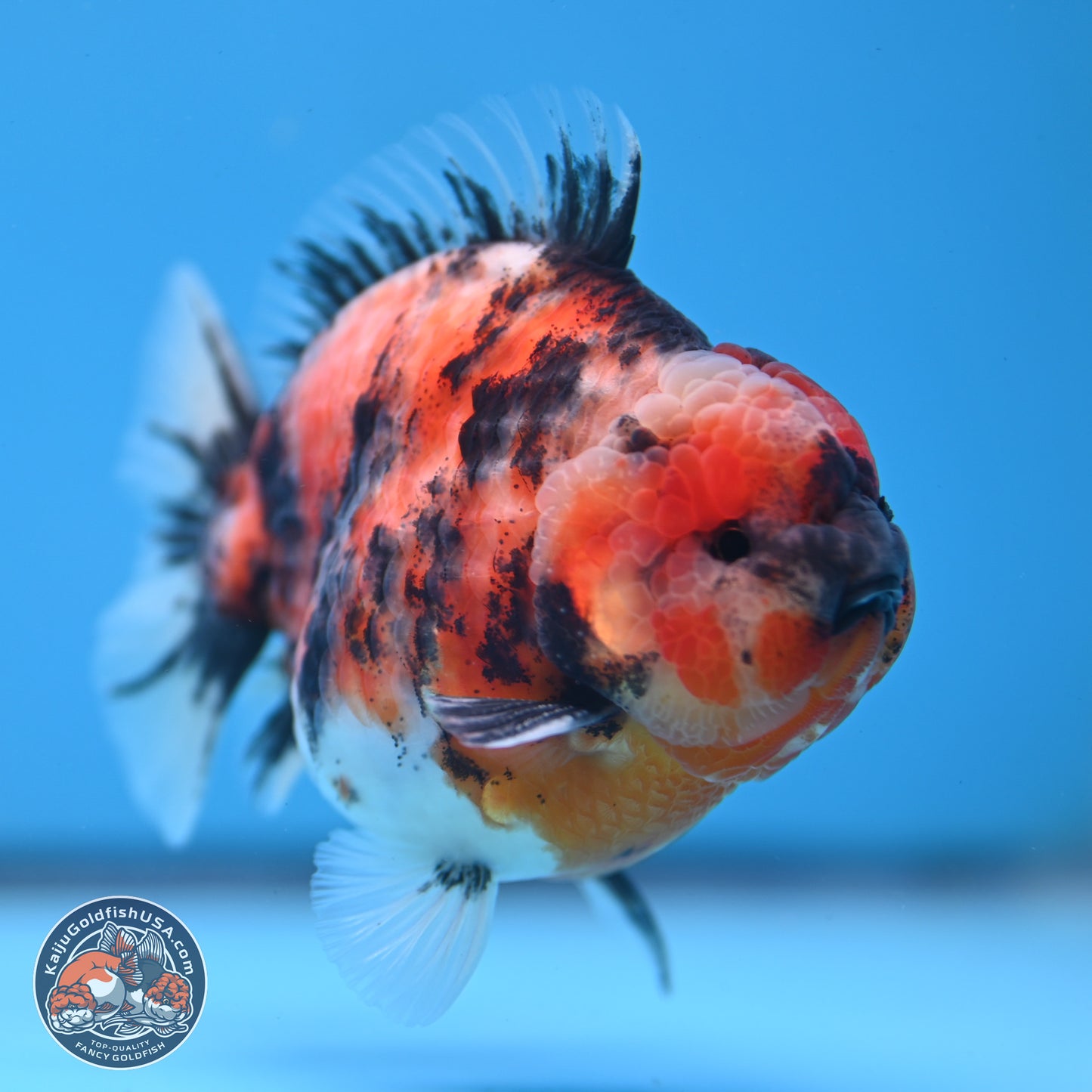 Tricolor Tiger YuanBao Oranda 3.5 inches Body - Male (250307_OR03)