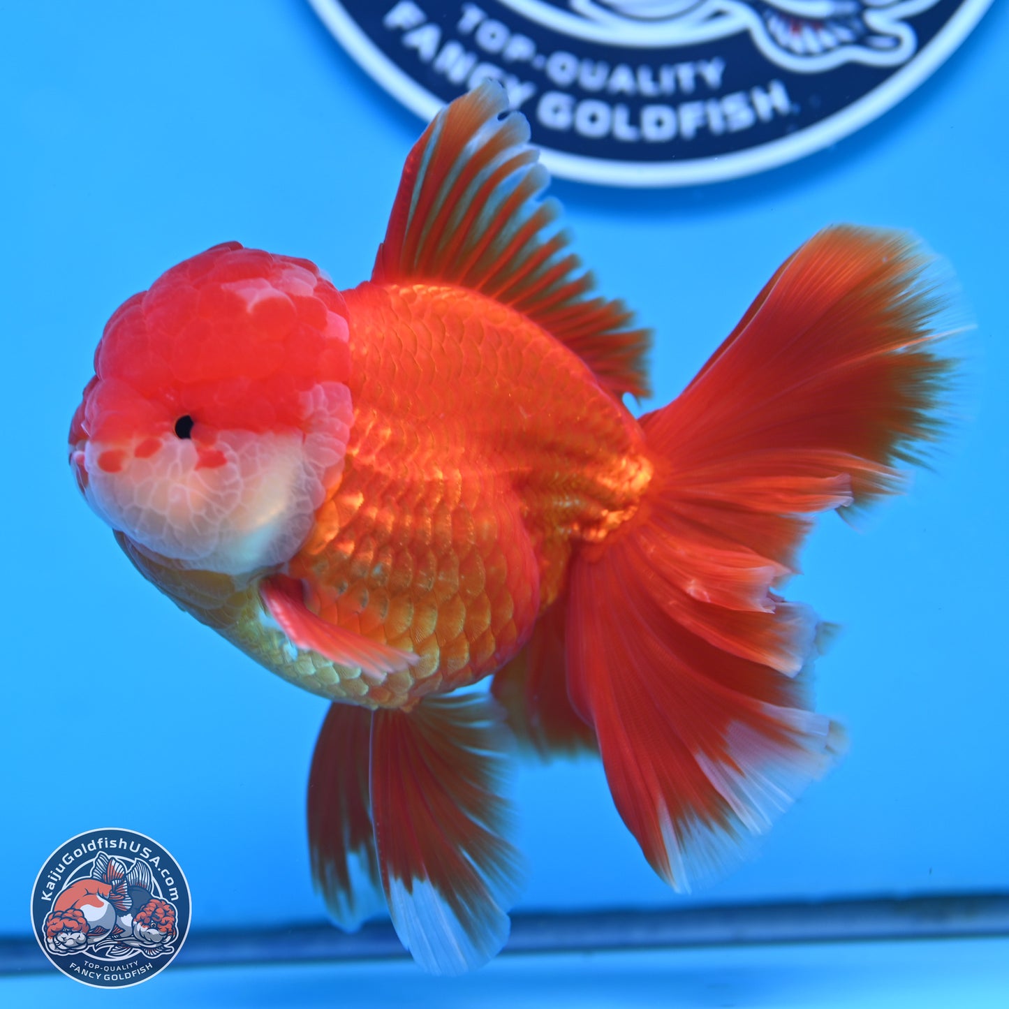 Red White Orchid Tail Oranda 4 inches Body - Male (250314_OR03)