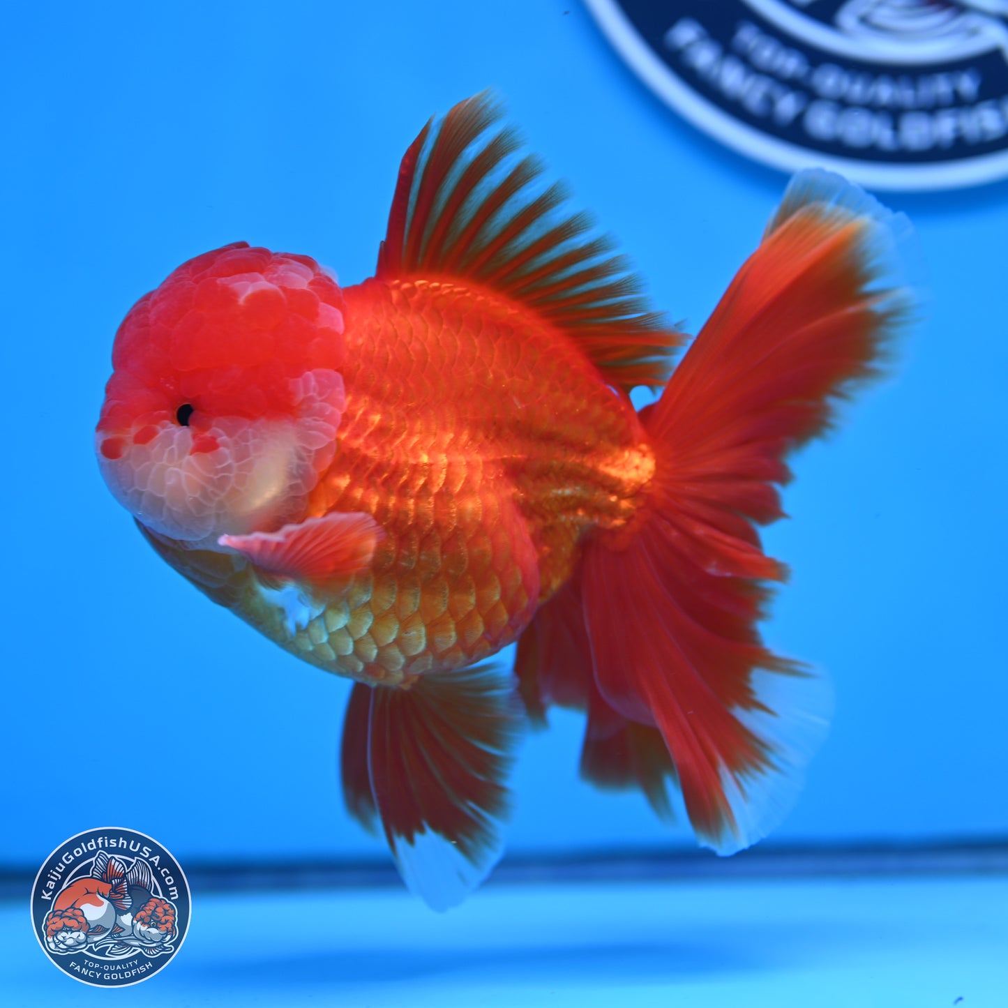 Red White Orchid Tail Oranda 4 inches Body - Male (250314_OR03)