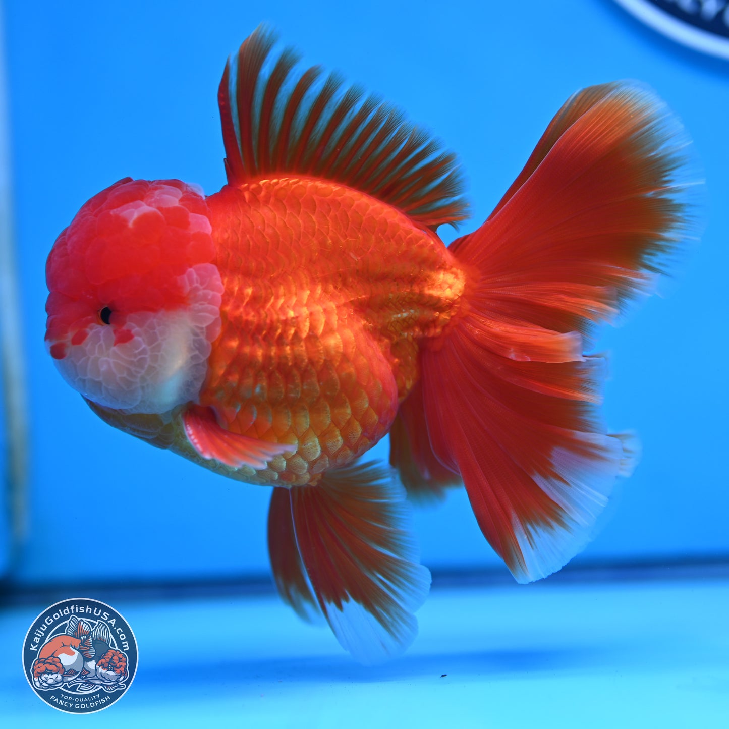 Red White Orchid Tail Oranda 4 inches Body - Male (250314_OR03)
