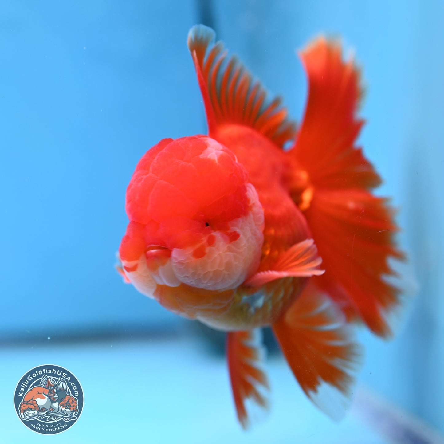 Red White Orchid Tail Oranda 4 inches Body - Male (250314_OR03)