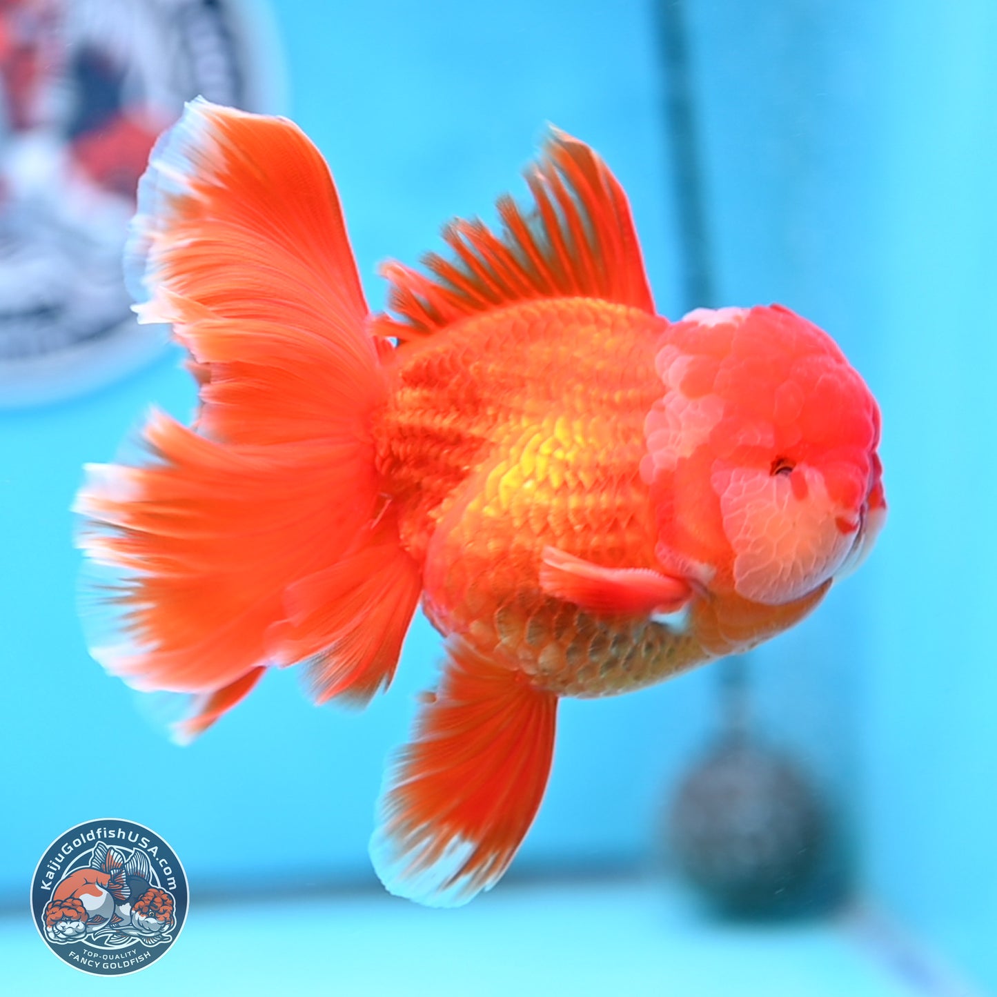 Red White Orchid Tail Oranda 4 inches Body - Male (250314_OR03)
