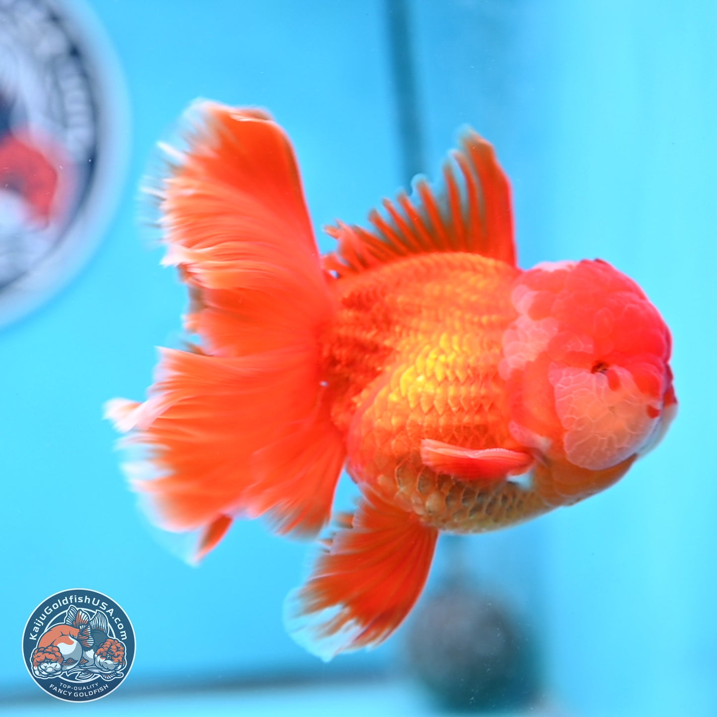 Red White Orchid Tail Oranda 4 inches Body - Male (250314_OR03)