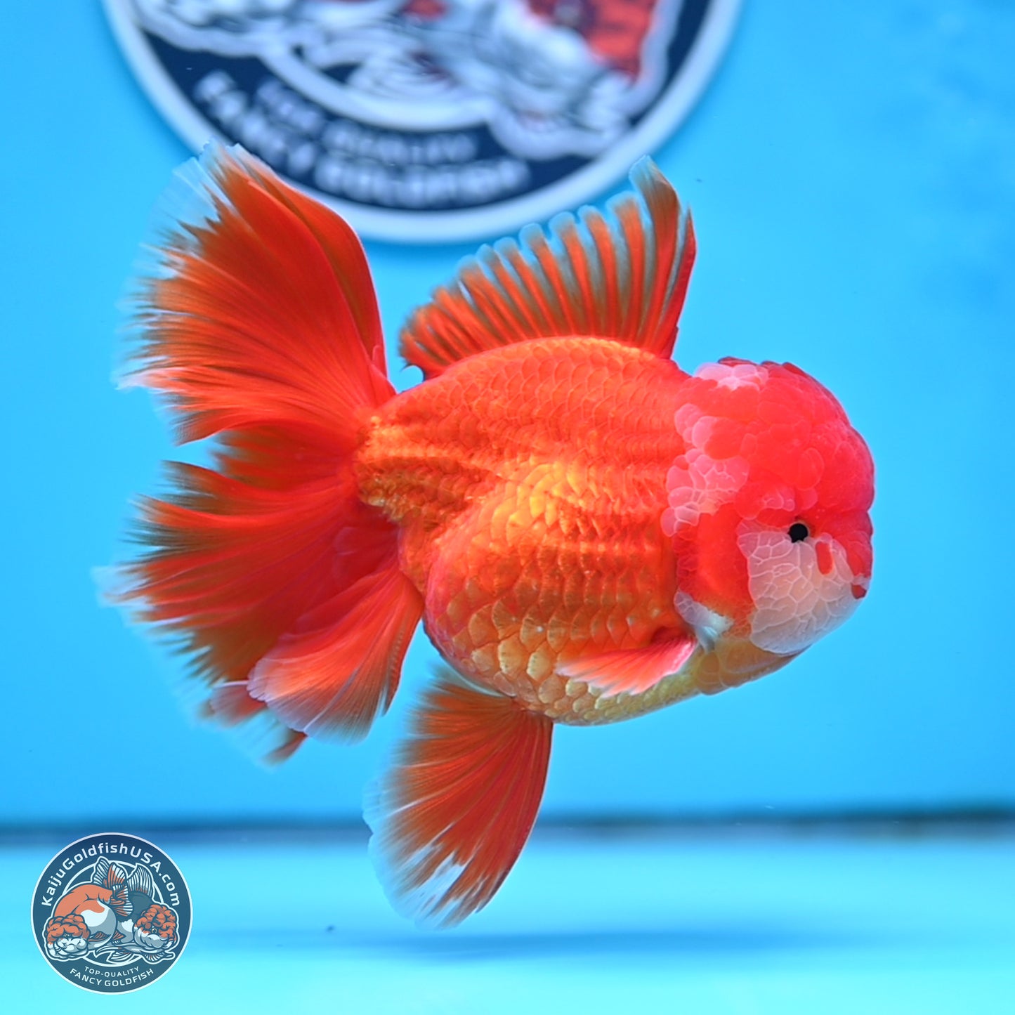 Red White Orchid Tail Oranda 4 inches Body - Male (250314_OR03)