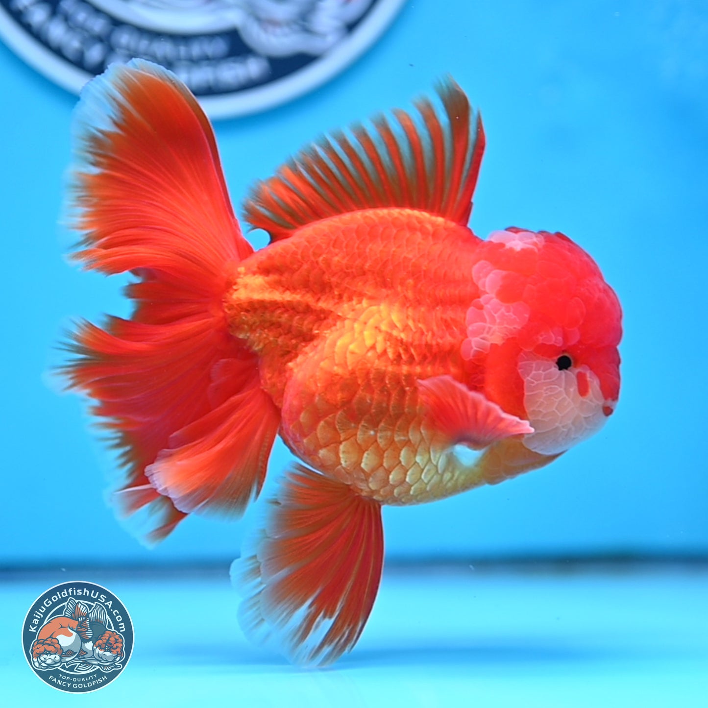 Red White Orchid Tail Oranda 4 inches Body - Male (250314_OR03)