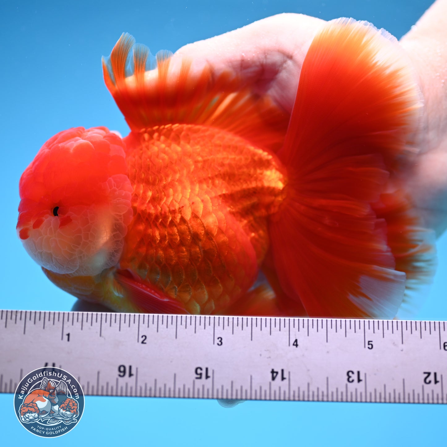 Red White Orchid Tail Oranda 4 inches Body - Male (250314_OR03)