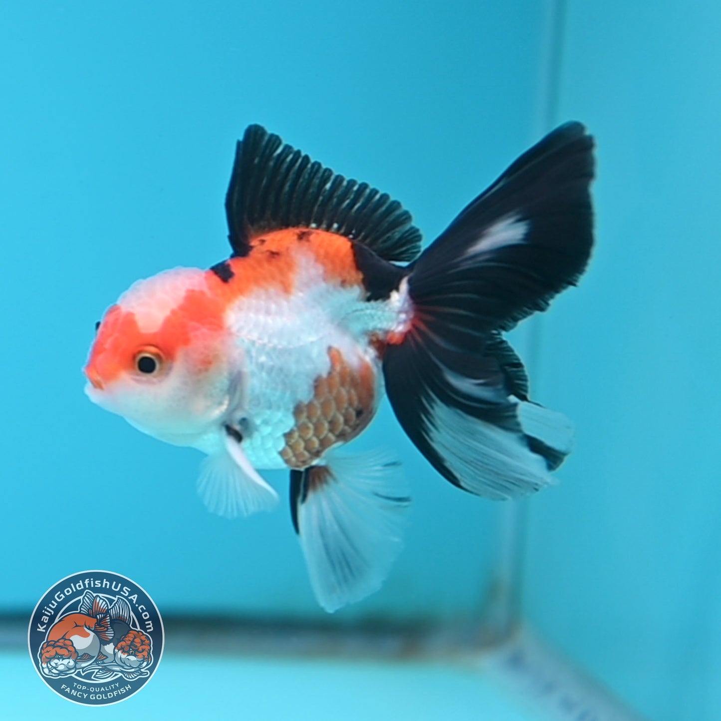 Tricolor Oranda 3 inches Body (250502_OR03)
