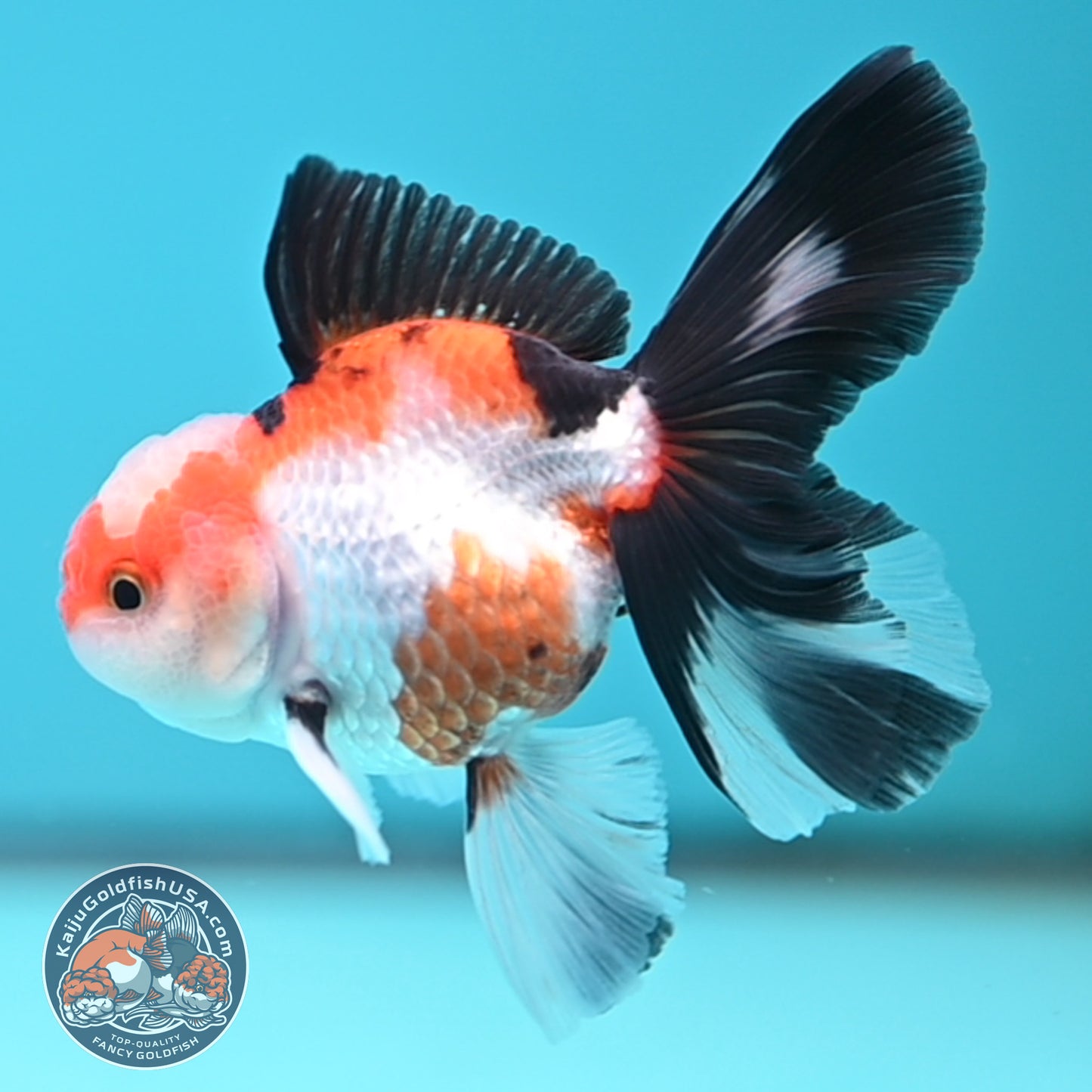 Tricolor Oranda 3 inches Body (250502_OR03)
