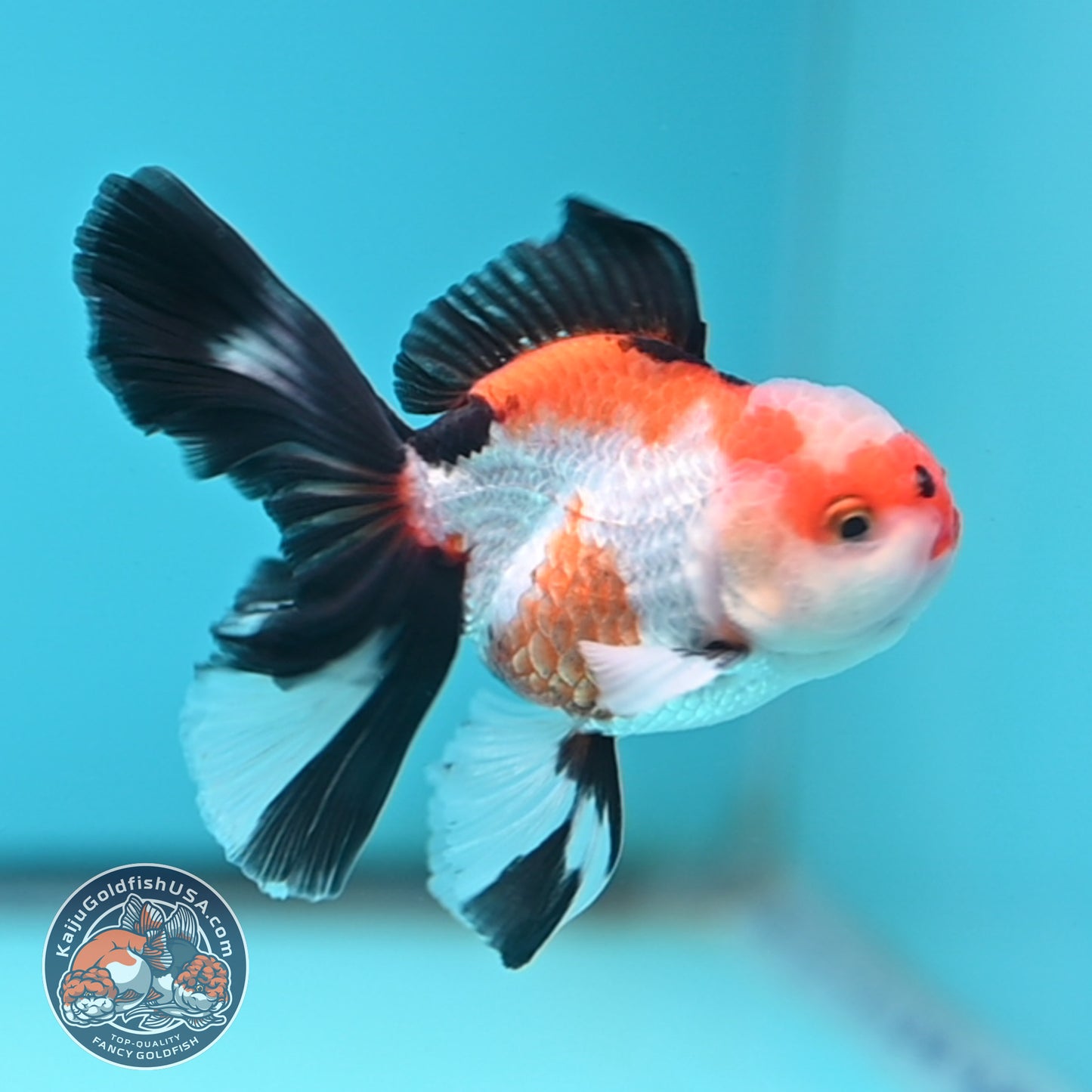 Tricolor Oranda 3 inches Body (250502_OR03)