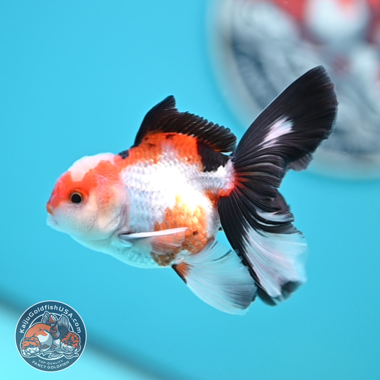 Tricolor Oranda 3 inches Body (250502_OR03)