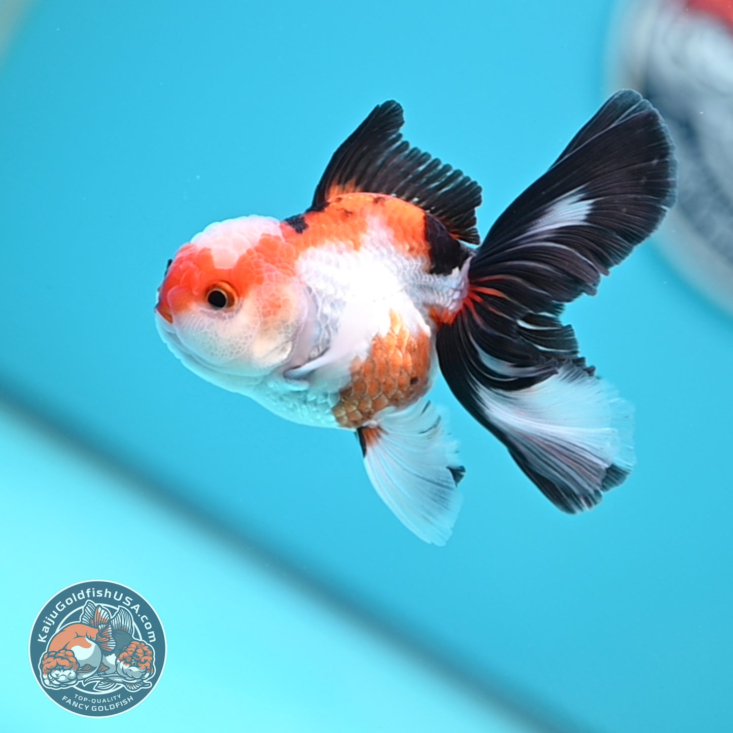 Tricolor Oranda 3 inches Body (250502_OR03)