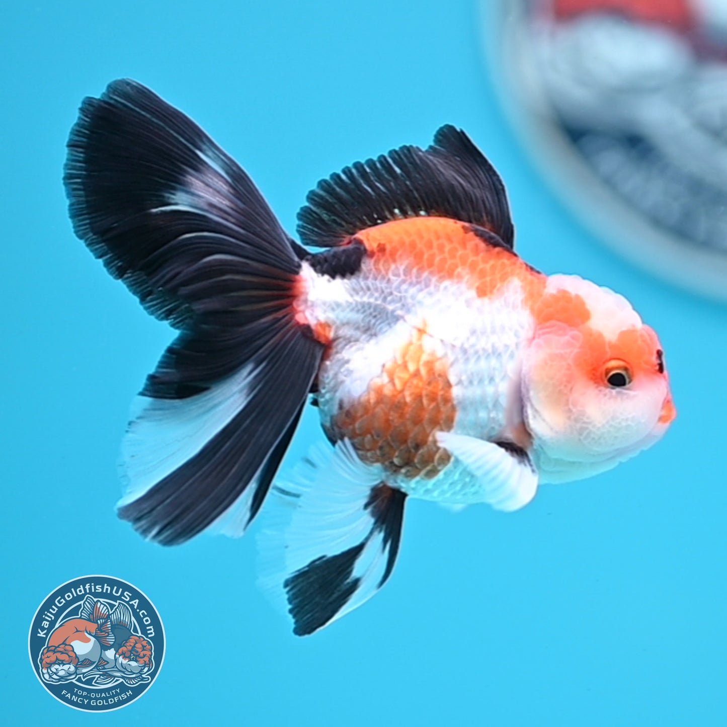 Tricolor Oranda 3 inches Body (250502_OR03)